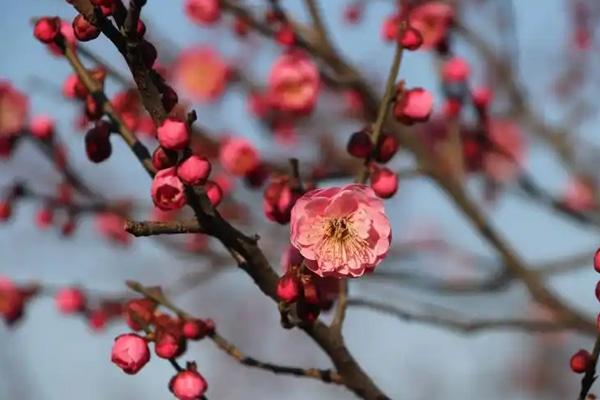 日照哪里有梅花