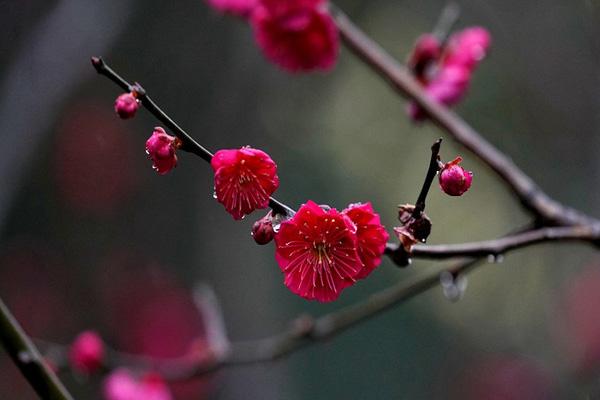 許昌鄢陵梅花哪里好看