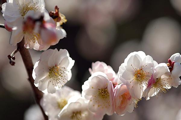 许昌鄢陵梅花哪里好看