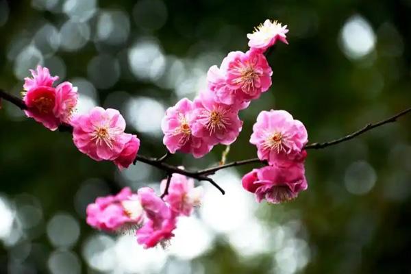 许昌鄢陵梅花哪里好看