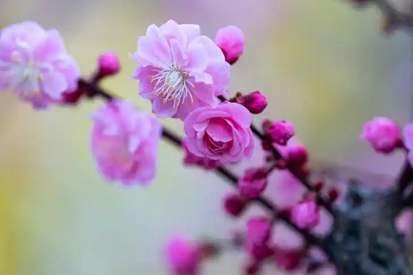 阜阳梅花打卡地点在哪