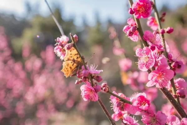 臨沂哪里有梅花