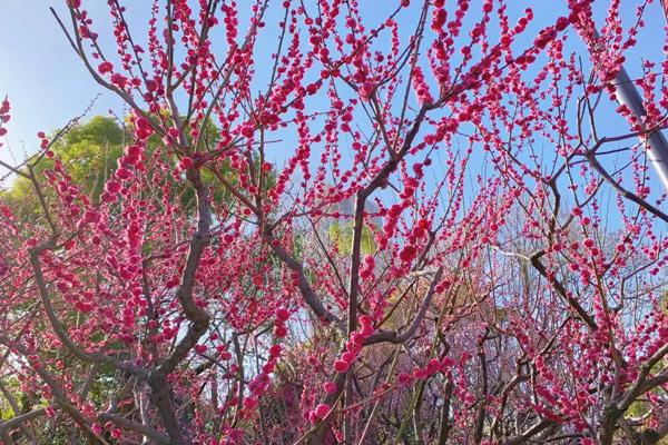 臨沂哪里有梅花