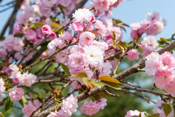 2025深圳观澜湖樱花节门票多少钱