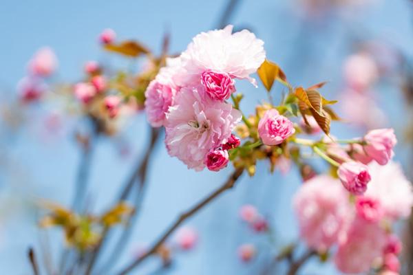 2025深圳观澜湖樱花节门票多少钱