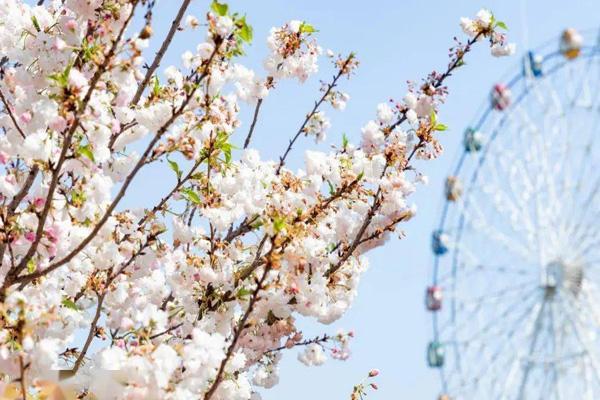 2025深圳观澜湖樱花节门票多少钱