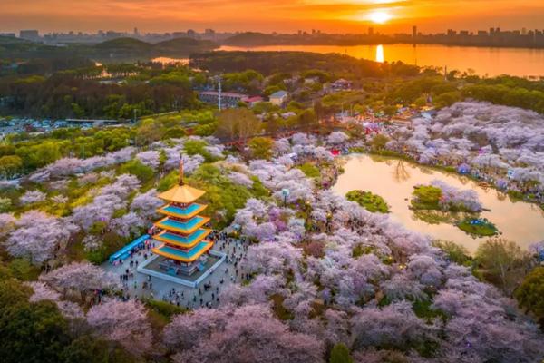 武汉观赏樱花最佳地点