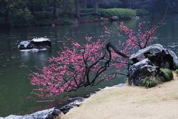 杭州梅花观赏地方有哪些