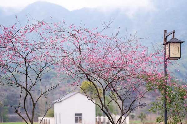 杭州梅花觀賞地方有哪些