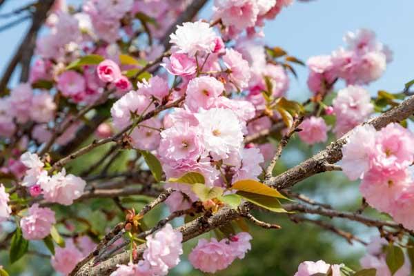 淮安哪里看樱花