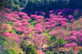 柯橋哪里有梅花