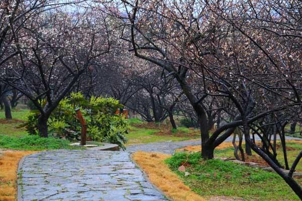 2025苏州香雪海景区门票优惠政策