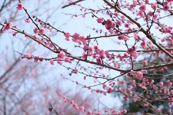 温州哪里看梅花好