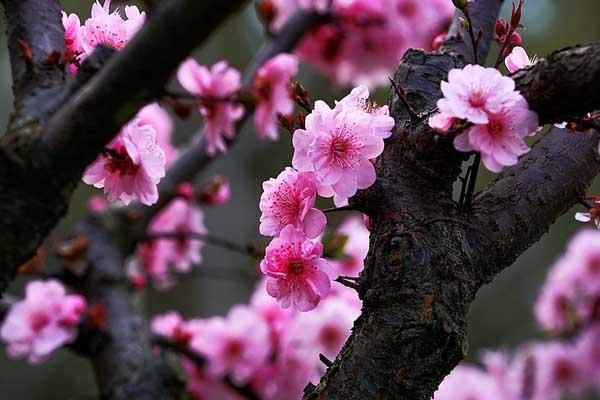 内江看桃花在哪里