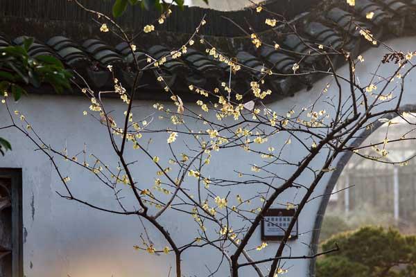 上海觀賞臘梅的公園有哪些