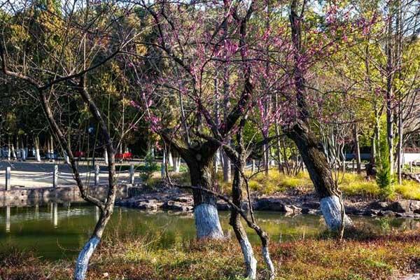 上海觀賞臘梅的公園有哪些