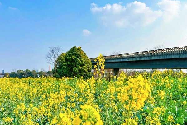 成都油菜花哪里看