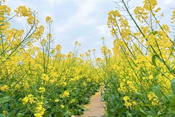 成都油菜花哪里看