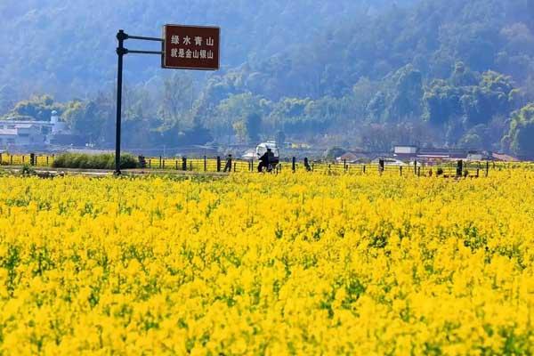 成都油菜花哪里看