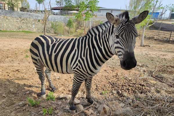 邯鄲佛山野生動物園都有什么動物