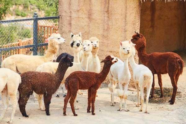 2025邯鄲佛山野生動物園門票優惠政策