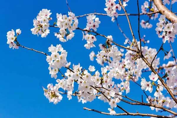 阜阳看樱花在哪里