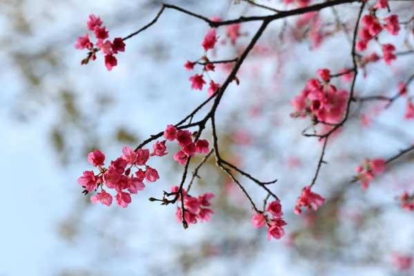 阜阳看樱花在哪里