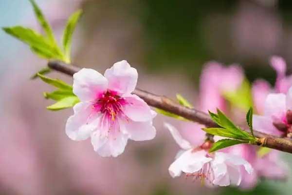 阜陽哪里有桃花