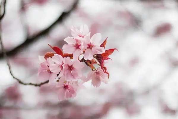 阜阳哪里有桃花