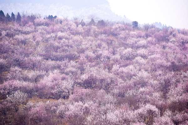 雅安看桃花的地方有哪些