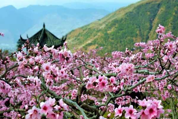 雅安看桃花的地方有哪些