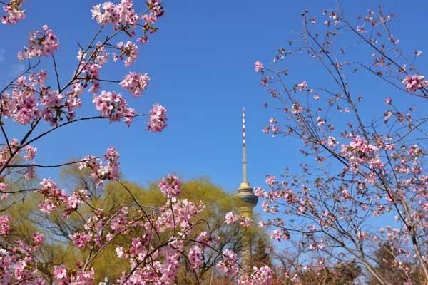 北京樱花哪里好看