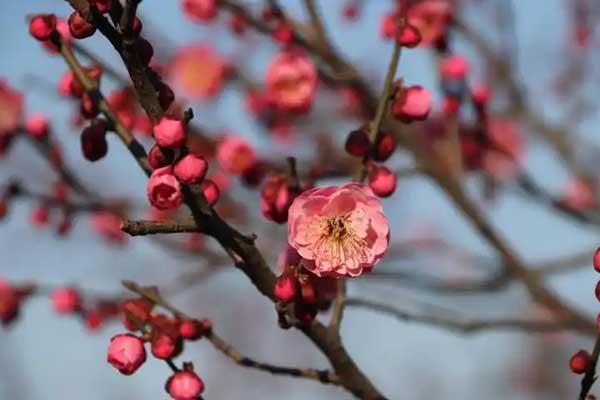 成都看梅花去哪里好