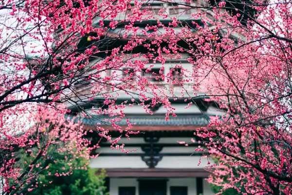 長沙哪有梅花看