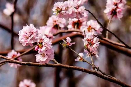 桂林哪里可以看桃花