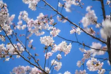桂林哪里可以看樱花