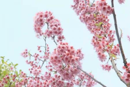 桂林哪里可以看樱花