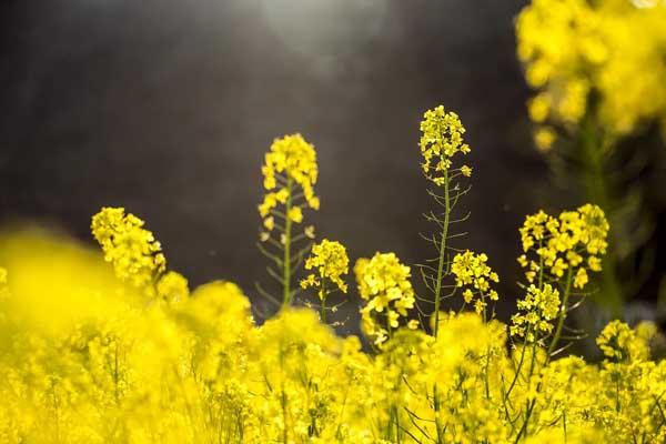 沧州哪里可以看油菜花