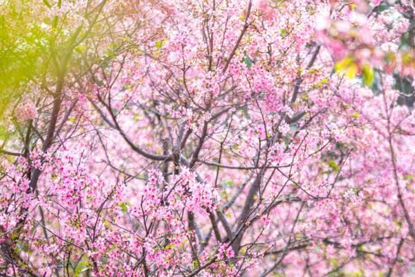 广州樱花哪里好看