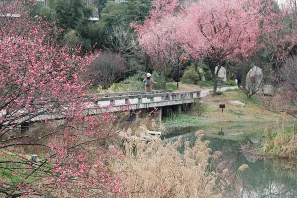 蕪湖哪里有梅花看