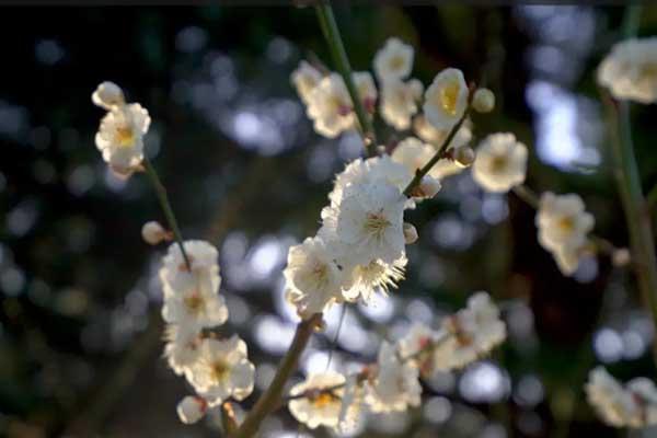 威海哪里有梅花