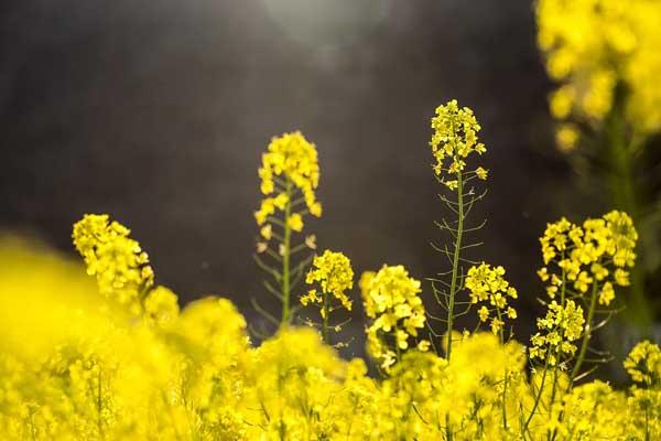 蕪湖賞花的地方推薦