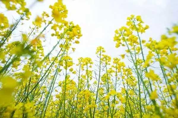 泉州哪里有油菜花花海