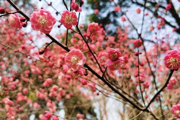 淄博哪里可以看梅花