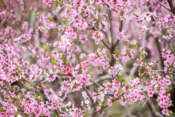 林芝去哪看桃花