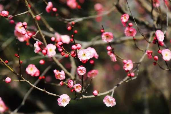 邯鄲3月賞花推薦的地方