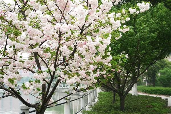 南國桃園旅游攻略-門票價格-景點信息