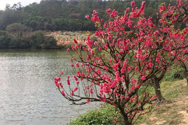 南國桃園旅游攻略-門票價格-景點信息