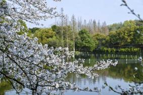 杭州賞櫻花好去處