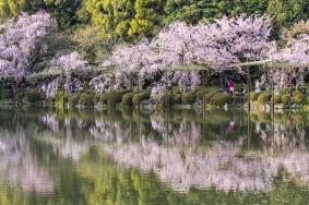 杭州哪里桃花好看